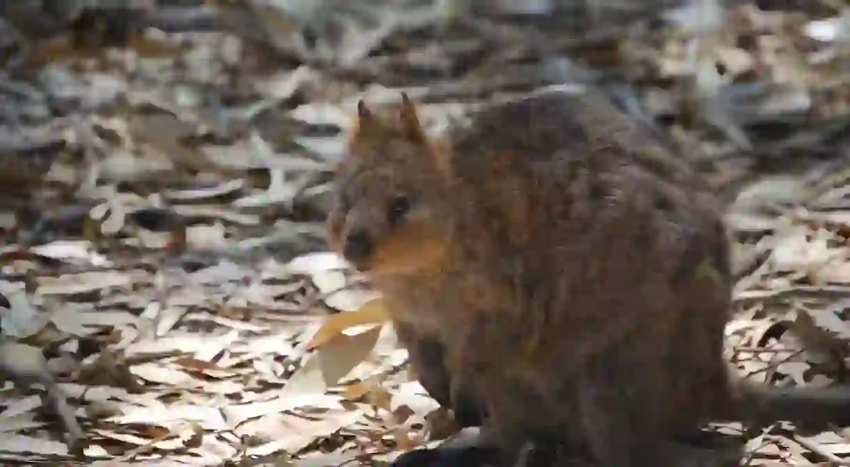 Quokka