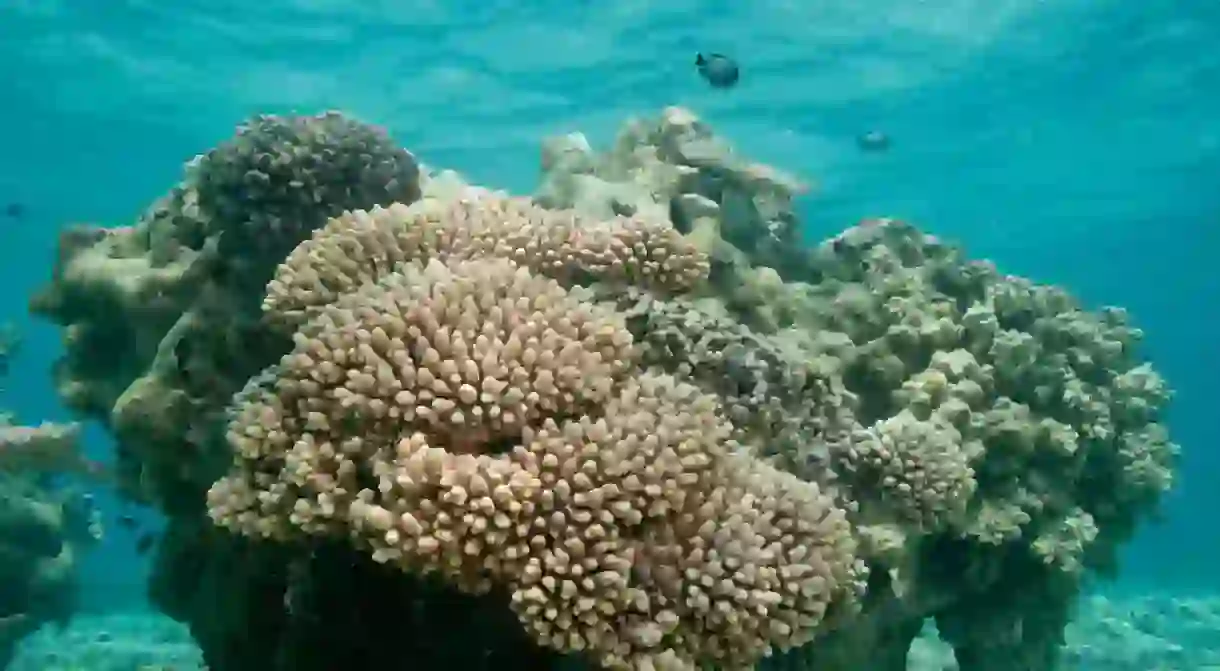 Coral reef, Shark Island lagoon, French Frigate Shoals, Papahanaumokuakea Marine National Monument