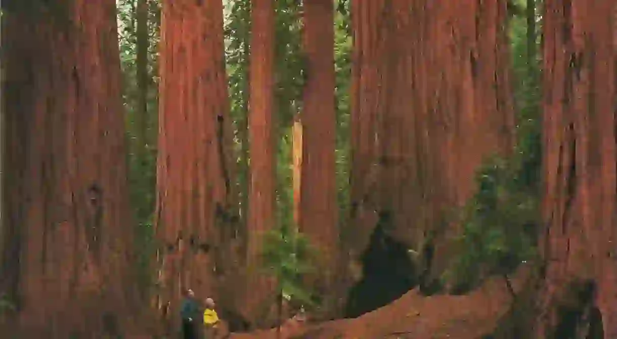 Sequoia National Park