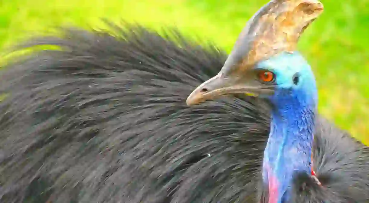 Cassowary