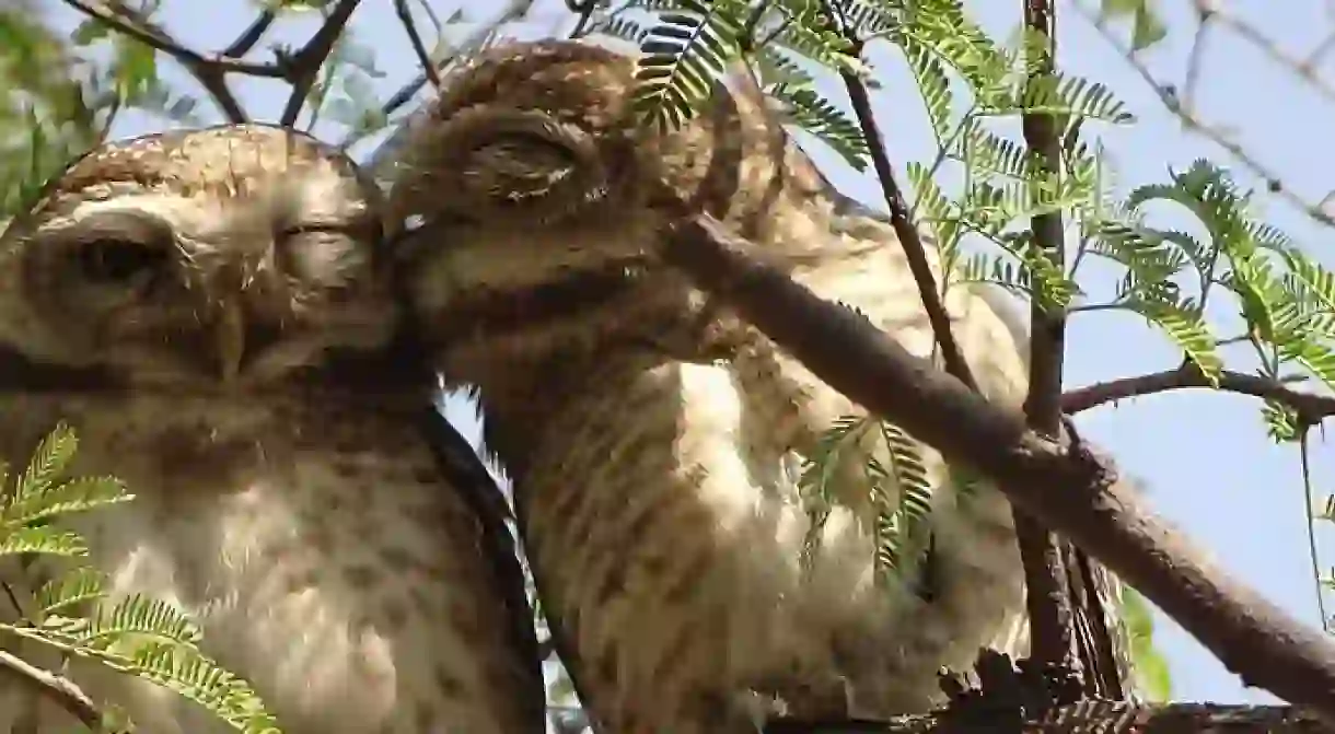 Keoladeo National Park (Bharatpur Bird Sanctuary)