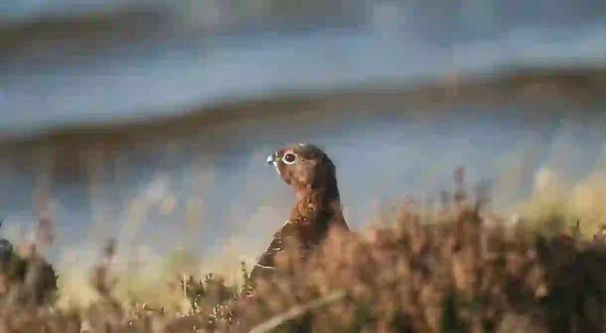 Red Grouse