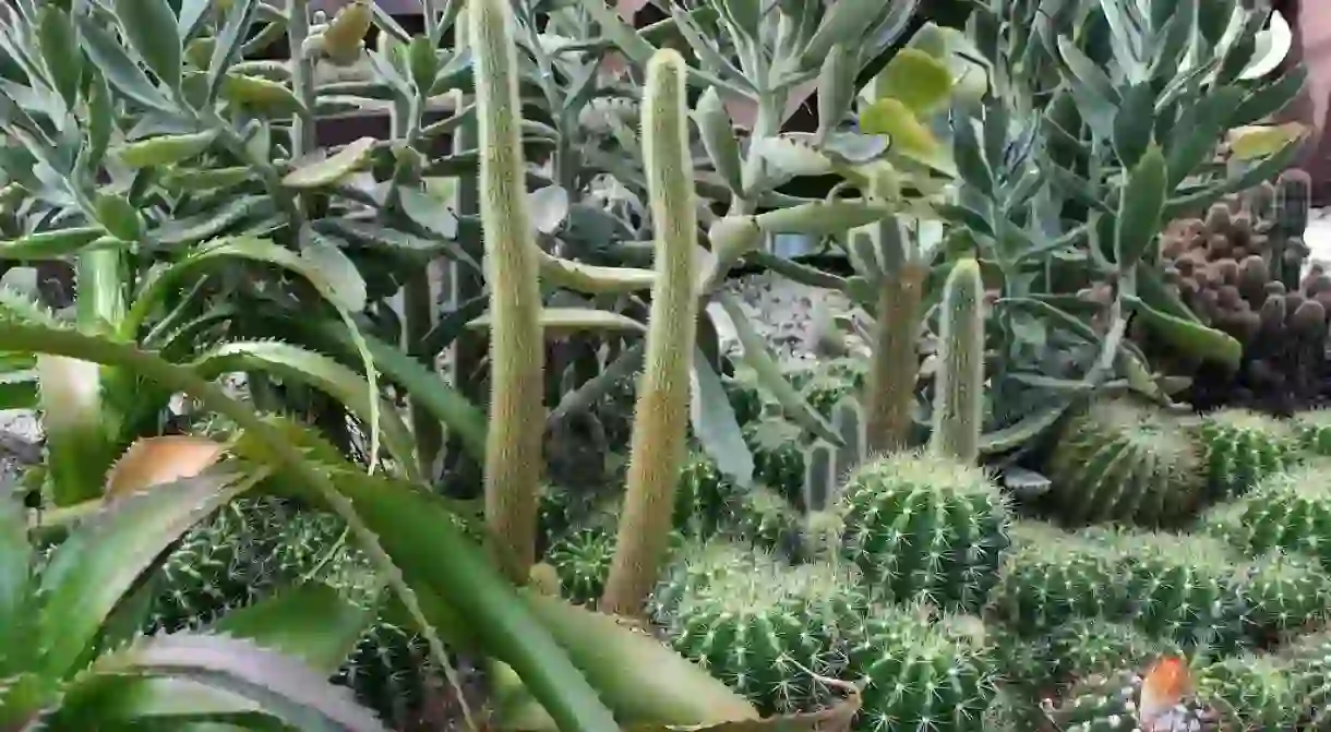 Sensory garden with cacti