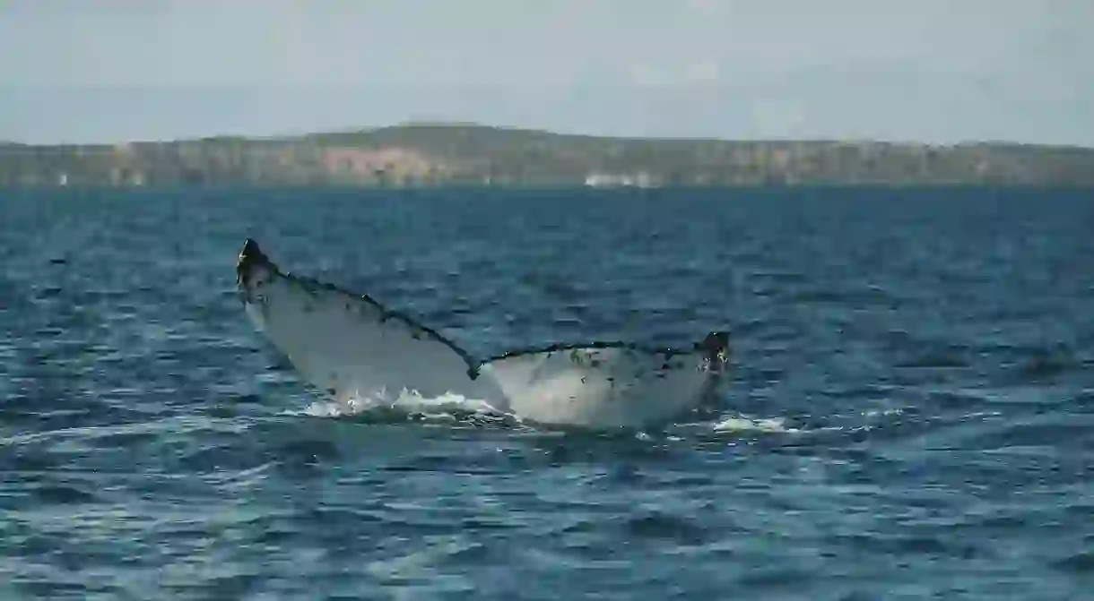 Humpback Whale