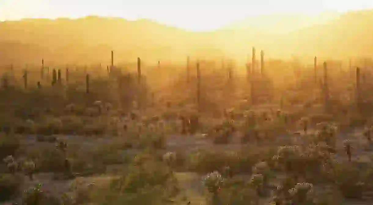 Sonoran Desert National Monument, Arizona