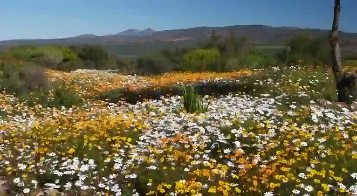 Wildflowers on display at Ramskop Nature Reserve, Clanwilliam, Western Cape, South Africa