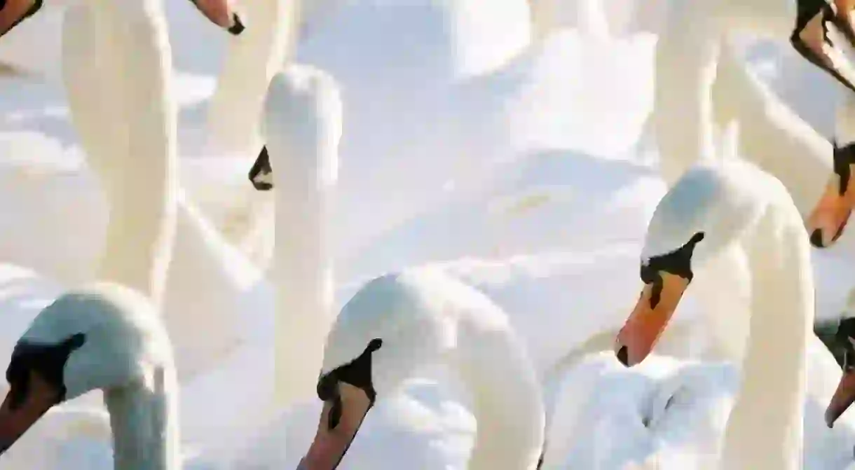 Swans Of Holyrood Park