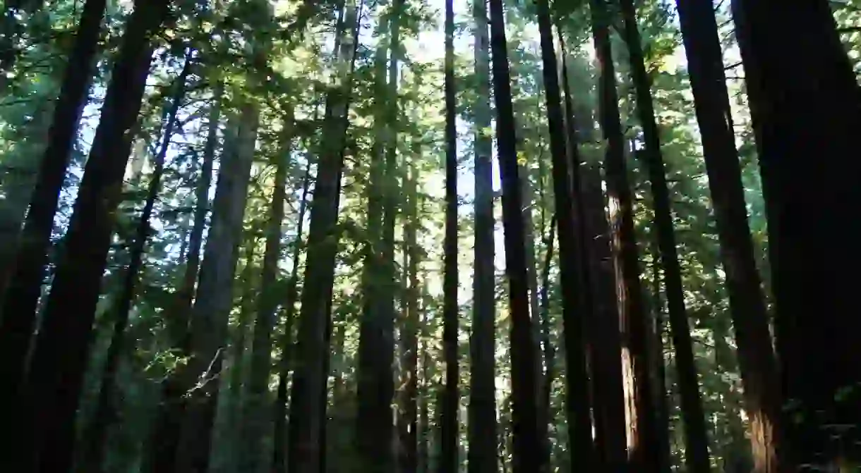 The redwoods