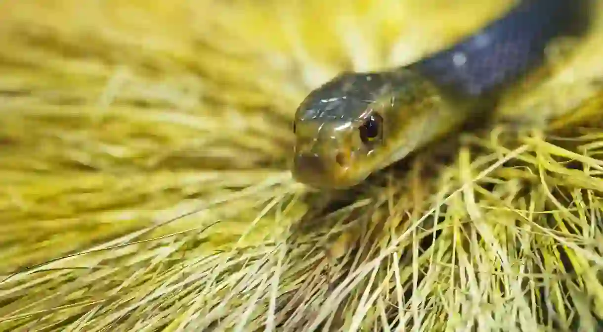 Coastal taipan