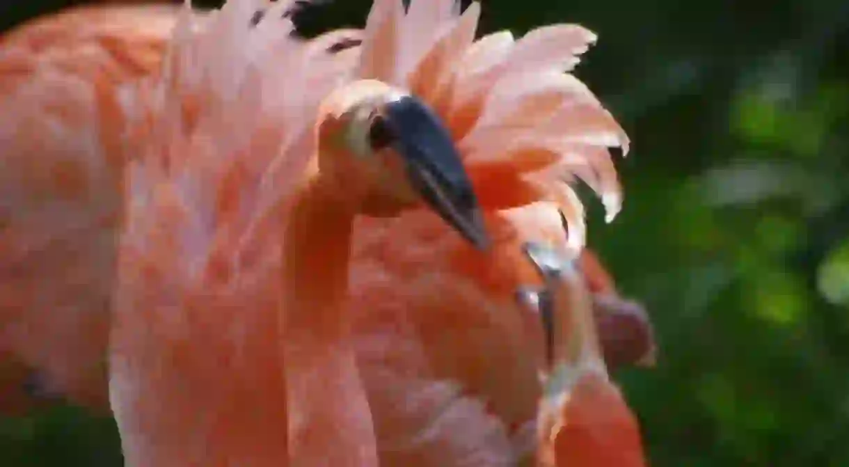 Flamingos at the Ménagerie du Jardin des Plantes │