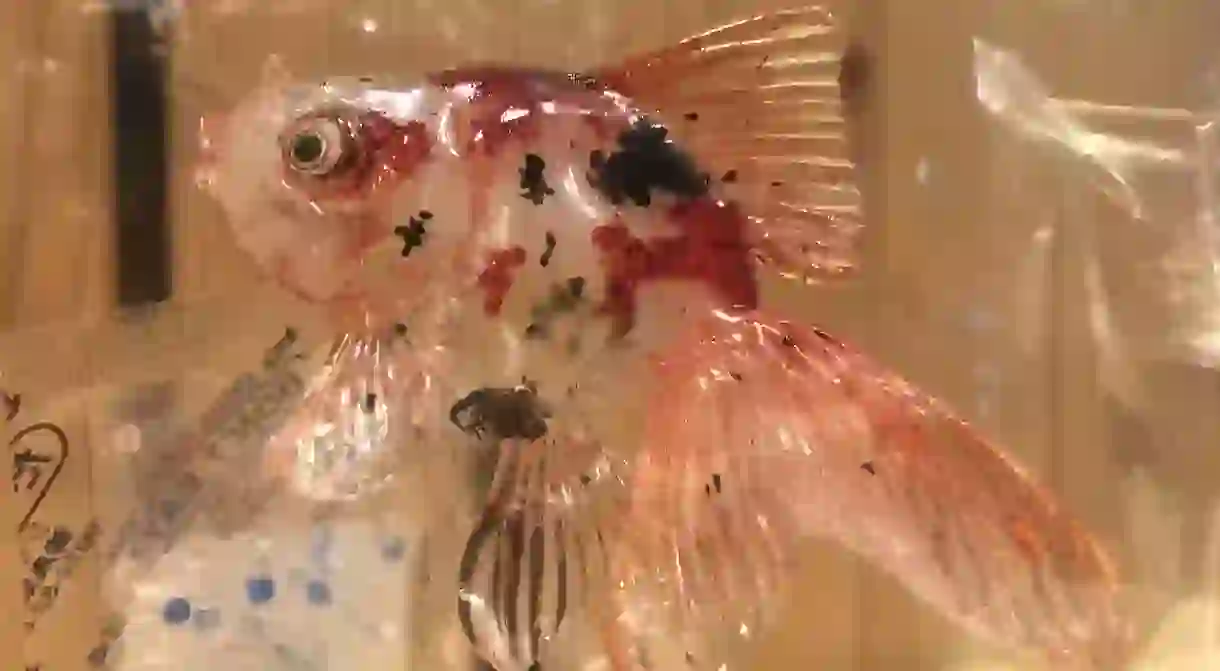 A mottled goldfish amezaiku sculpture from Ameshin