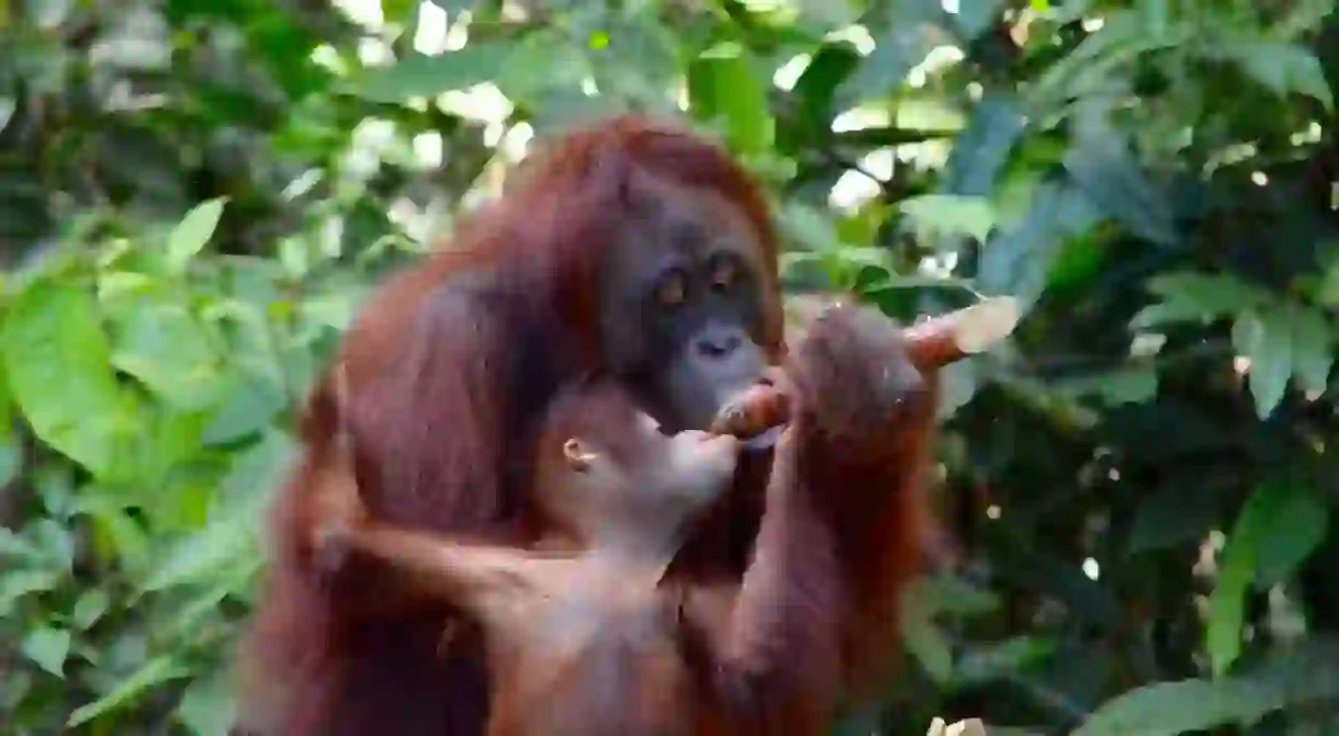 Borneo Orangutans