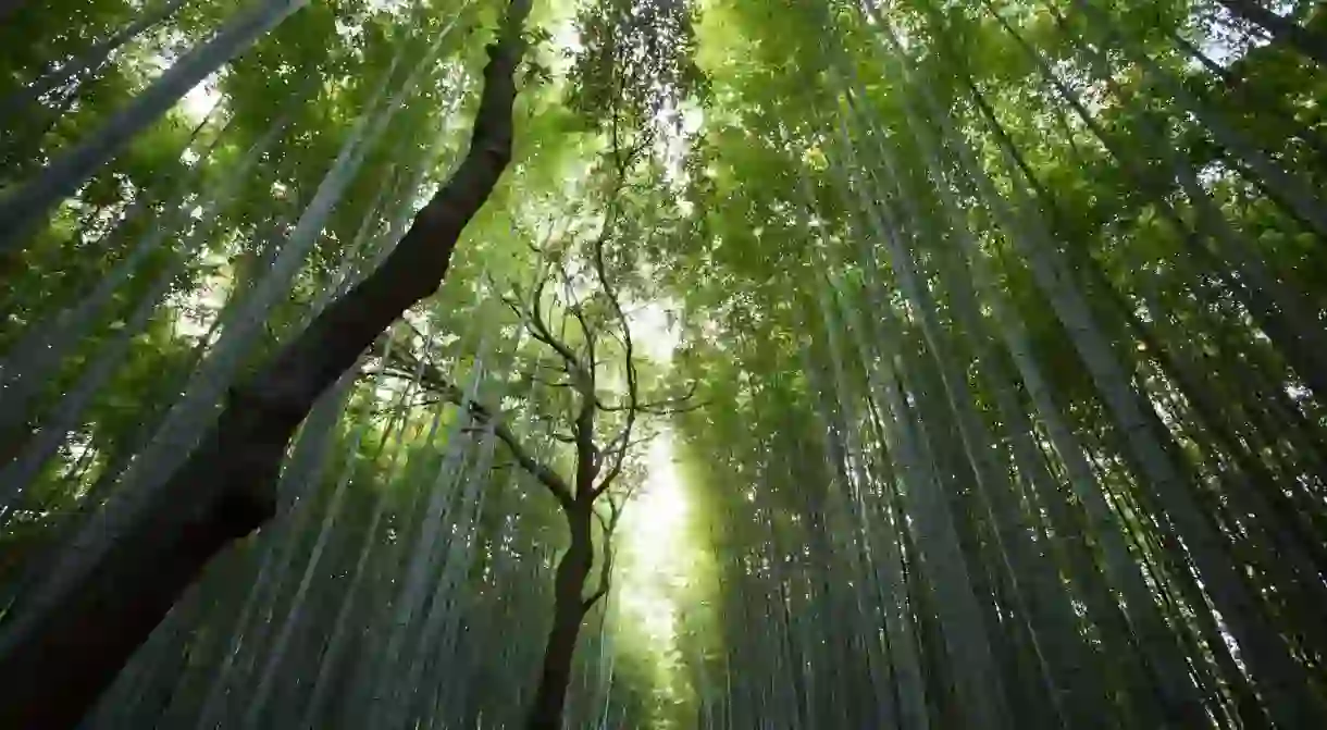 Bamboo Forest