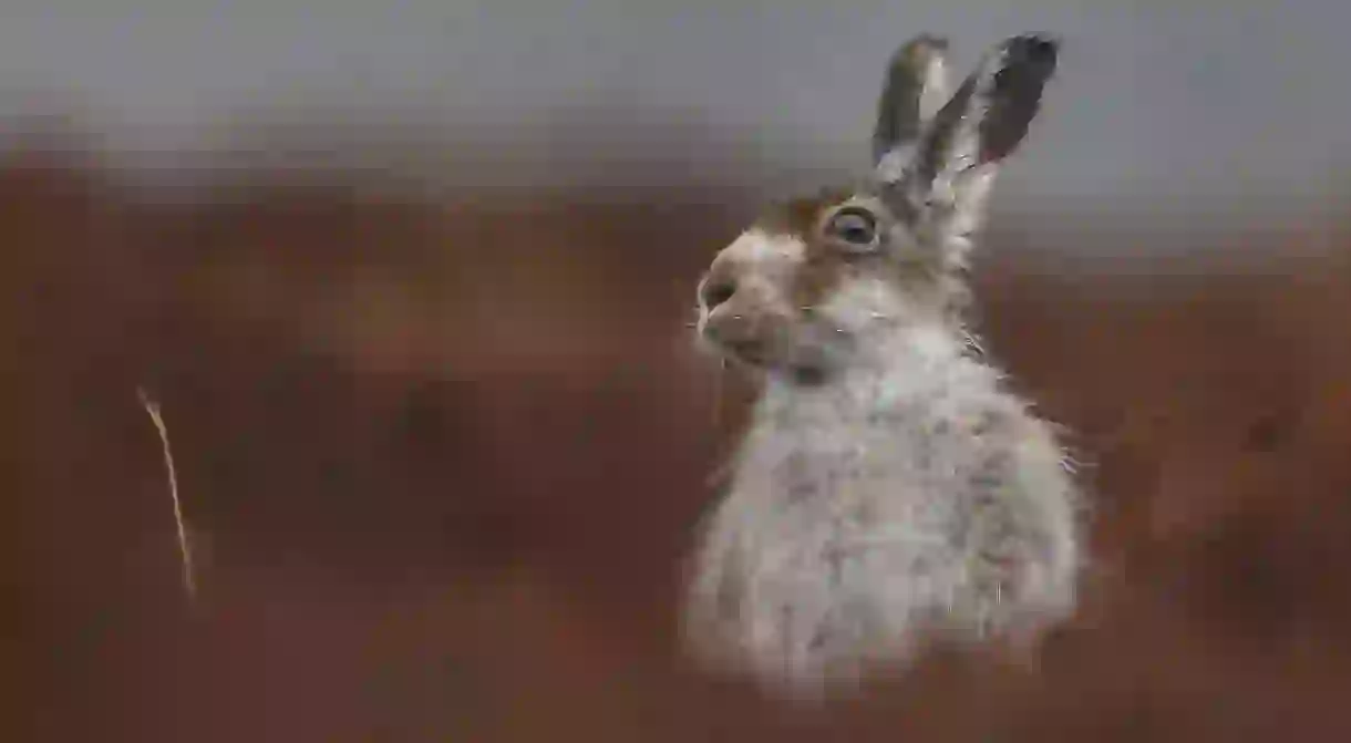 Mountain Hare