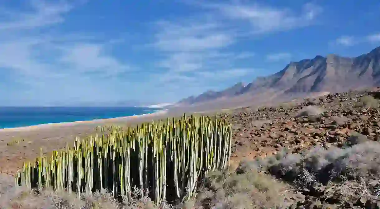 Canary Island spurge in Fuerteventura, Canary Islands