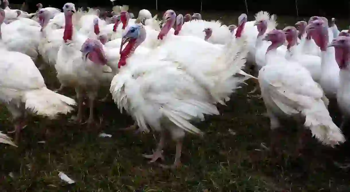 Big tom turkey and friends at Polyface Farm in Virginia