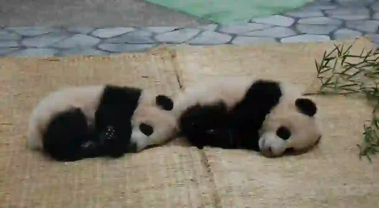 Baby pandas