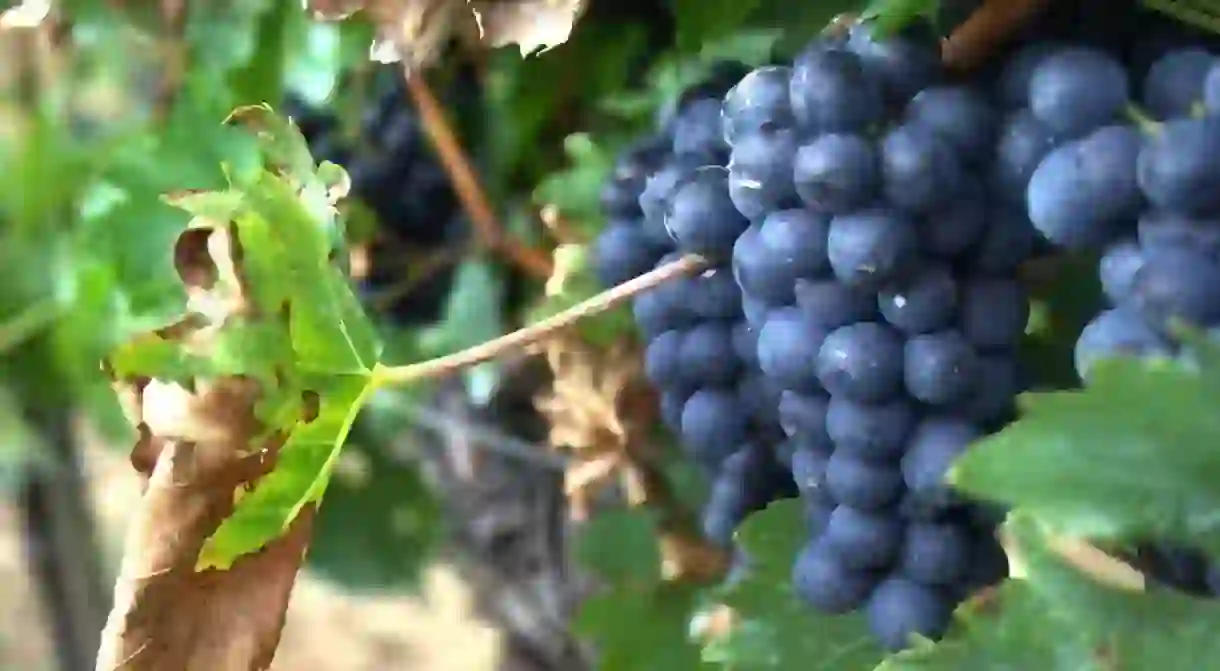 Grapes