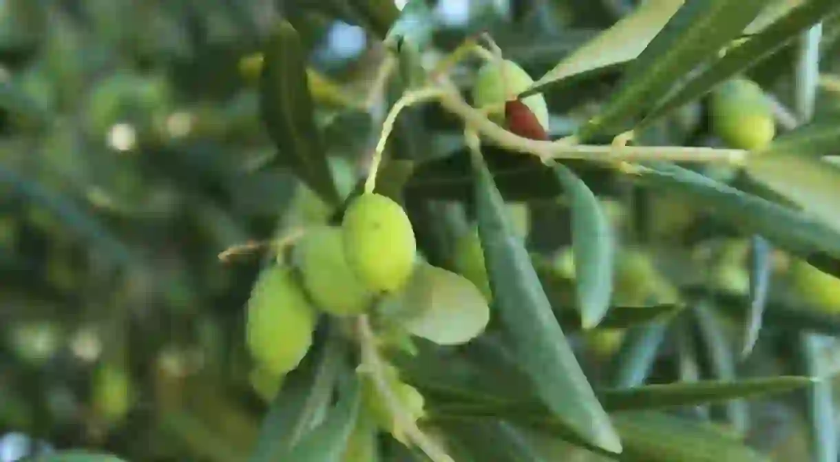 Olives