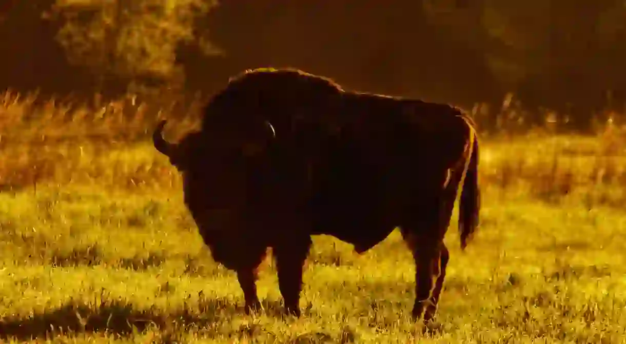 Bison in the Bialowieza Forest I