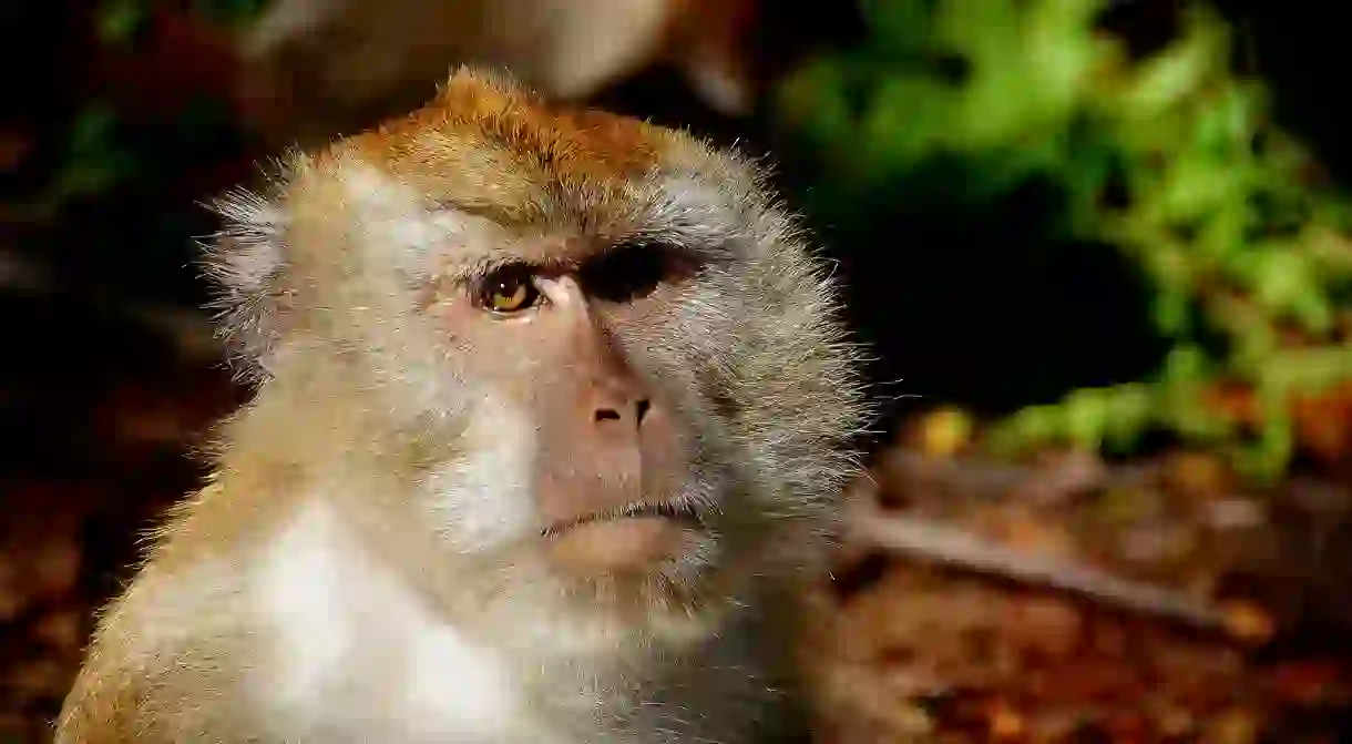 Macaque Monkey