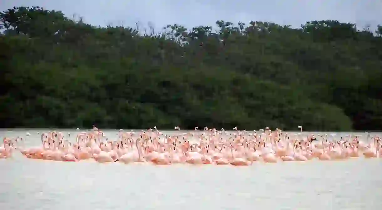 Flamingos in Yucatán