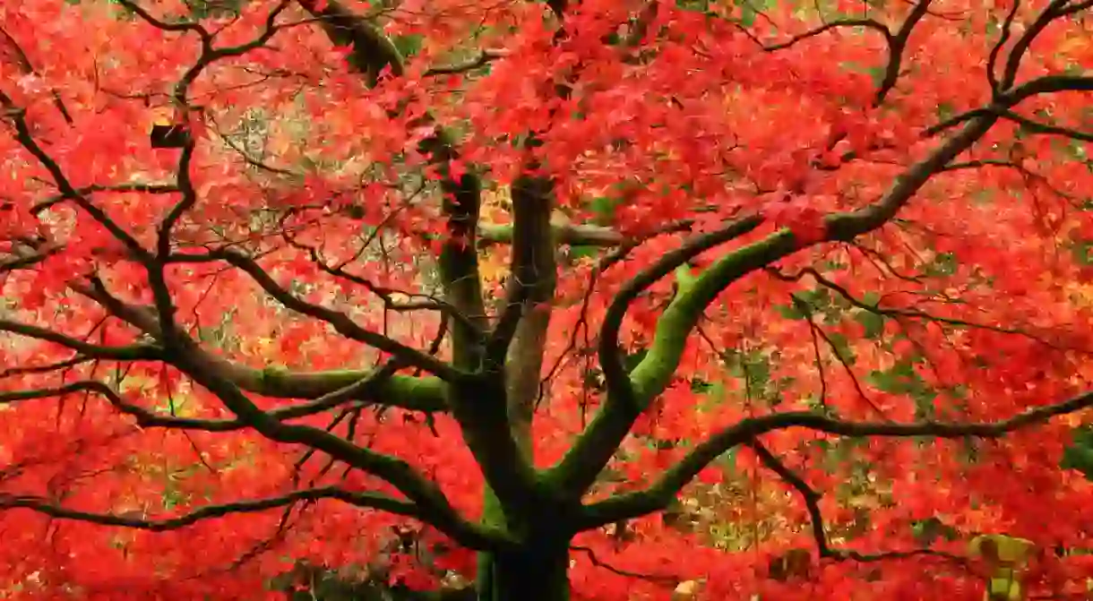 Benmore Gardens, Argyll And Bute