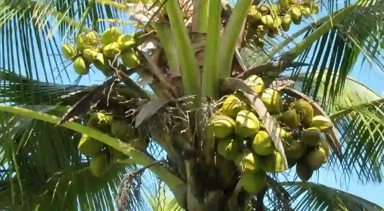 Green coconuts