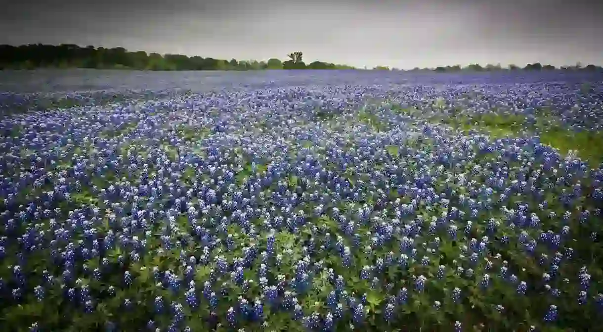 Texas Bluebonnets