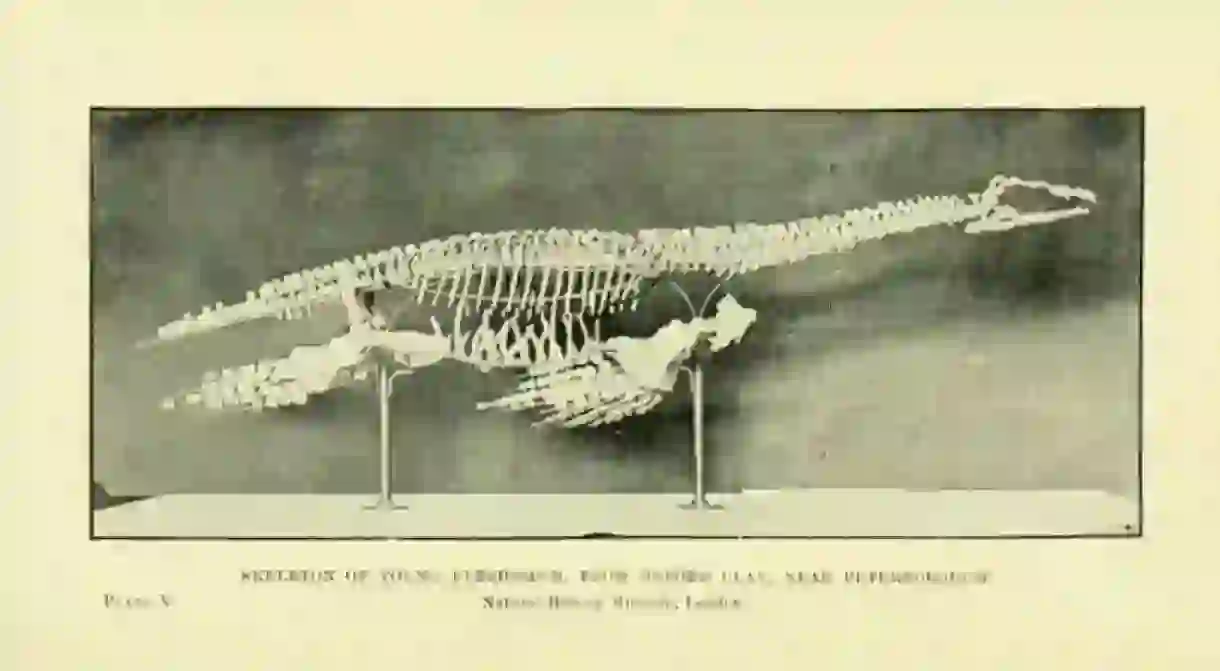 Plesiosaurus