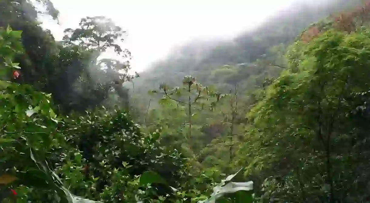 Tijuca forest