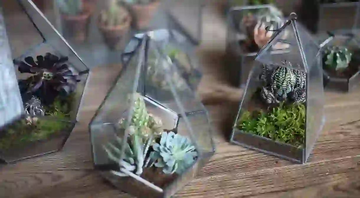 Terrariums by Nkuku