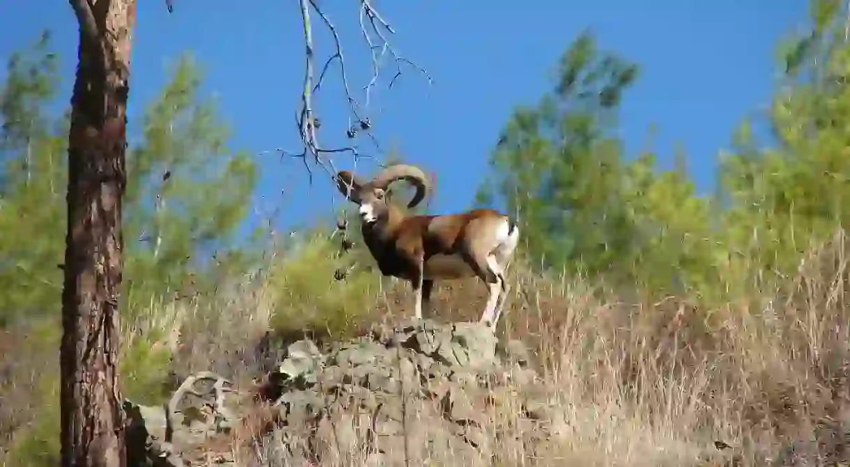 Photo of a male wild Cyprus mouflon