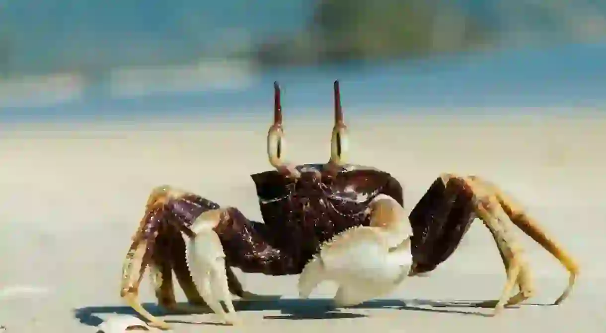 A crab