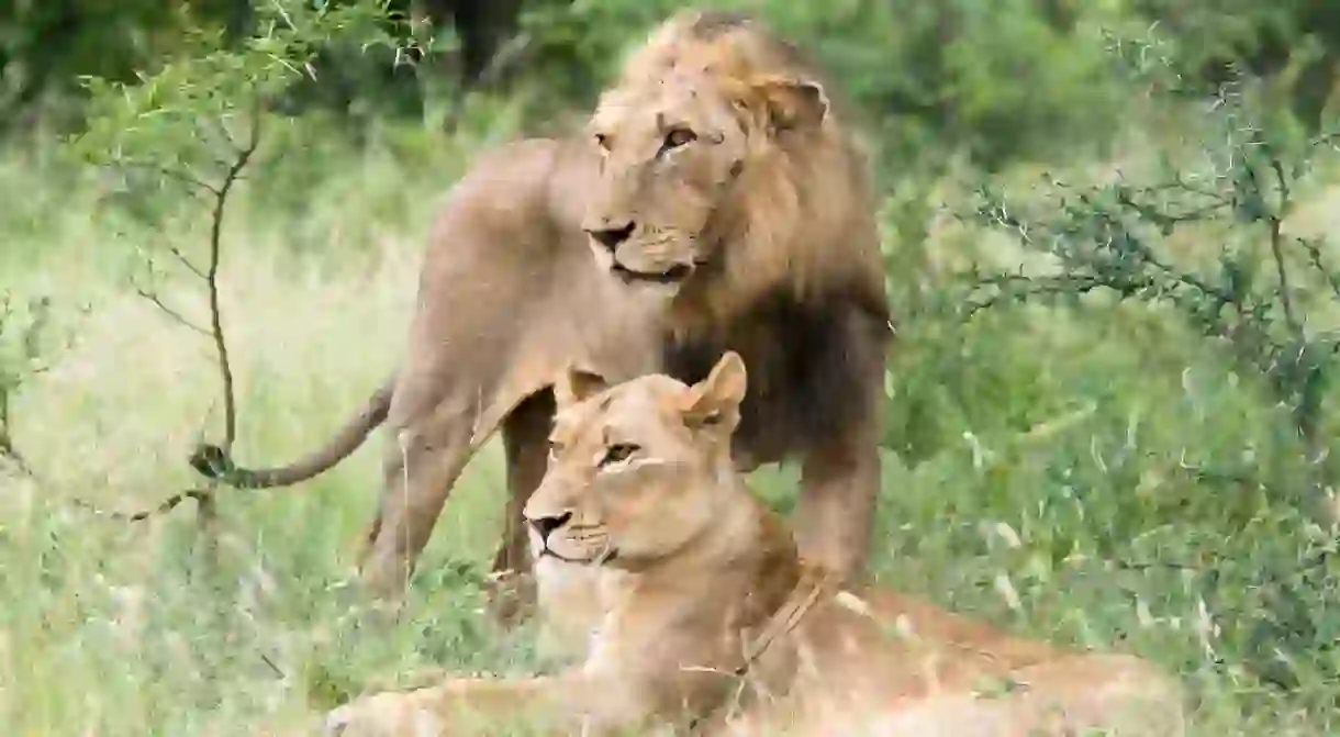 A male and female lion