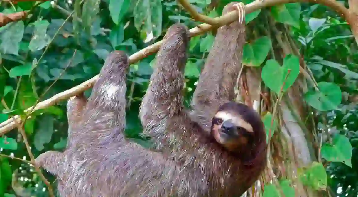 Three-toed sloth