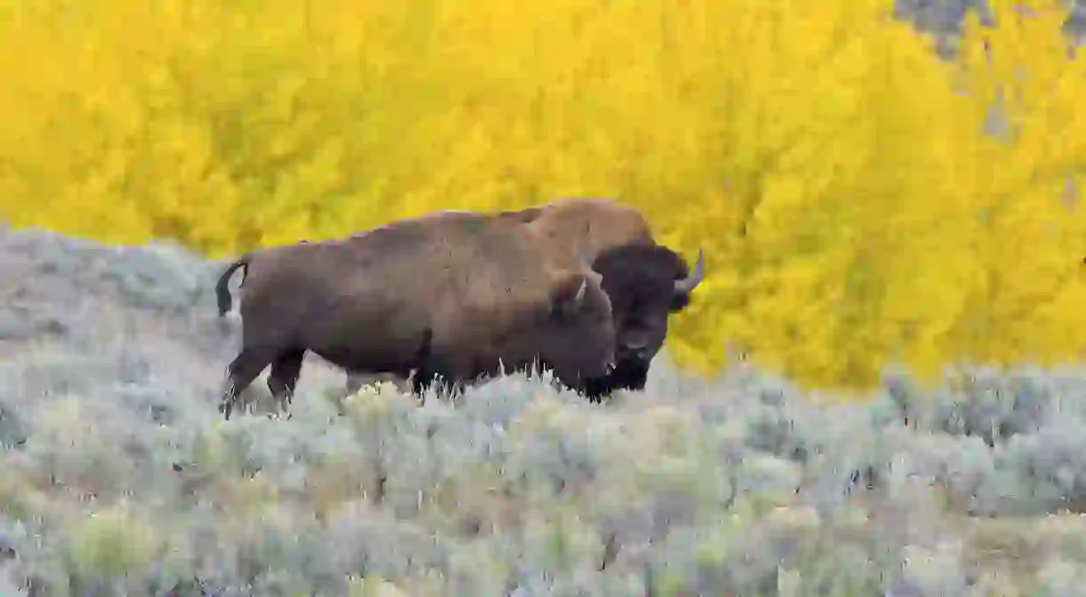 American Bison in Yellowstone, Montana, USA