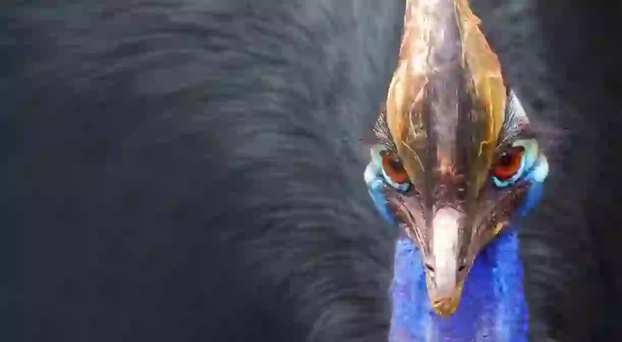 Cassowary