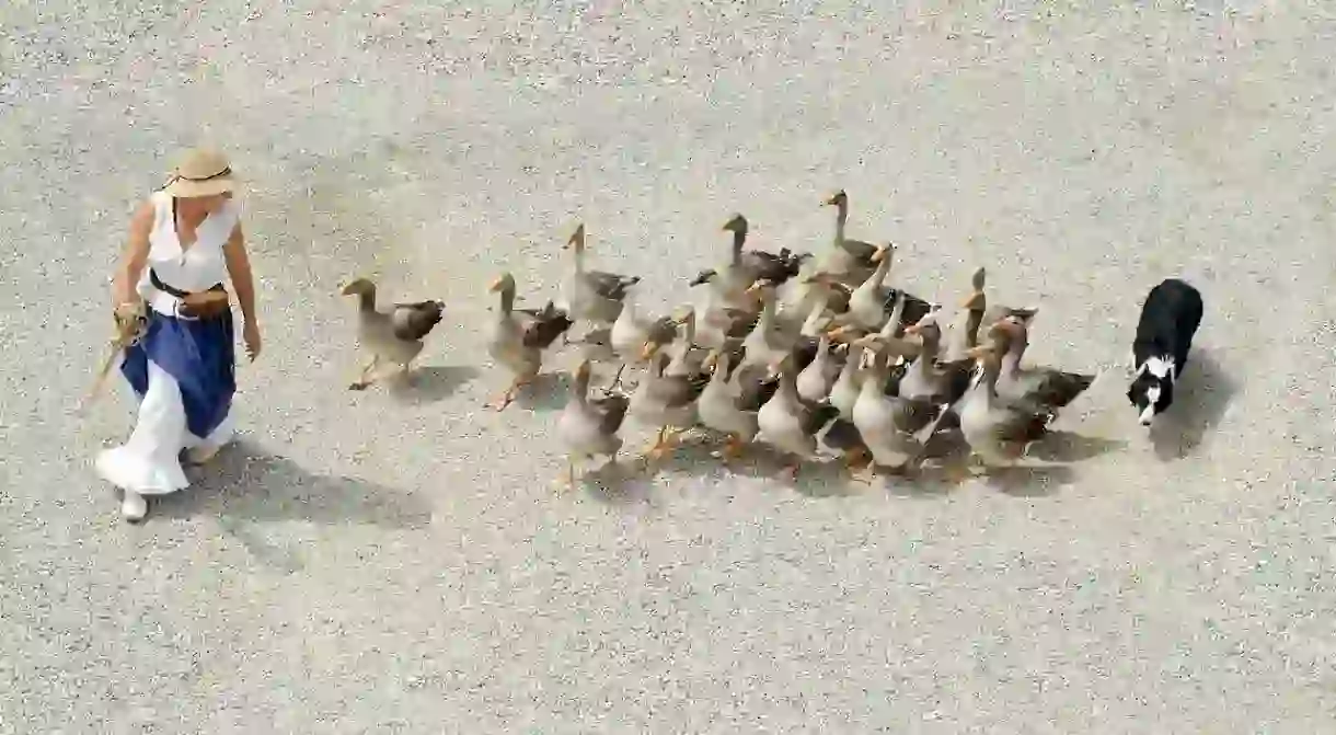 French goose herding │