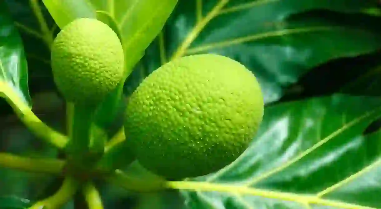 Breadfruit