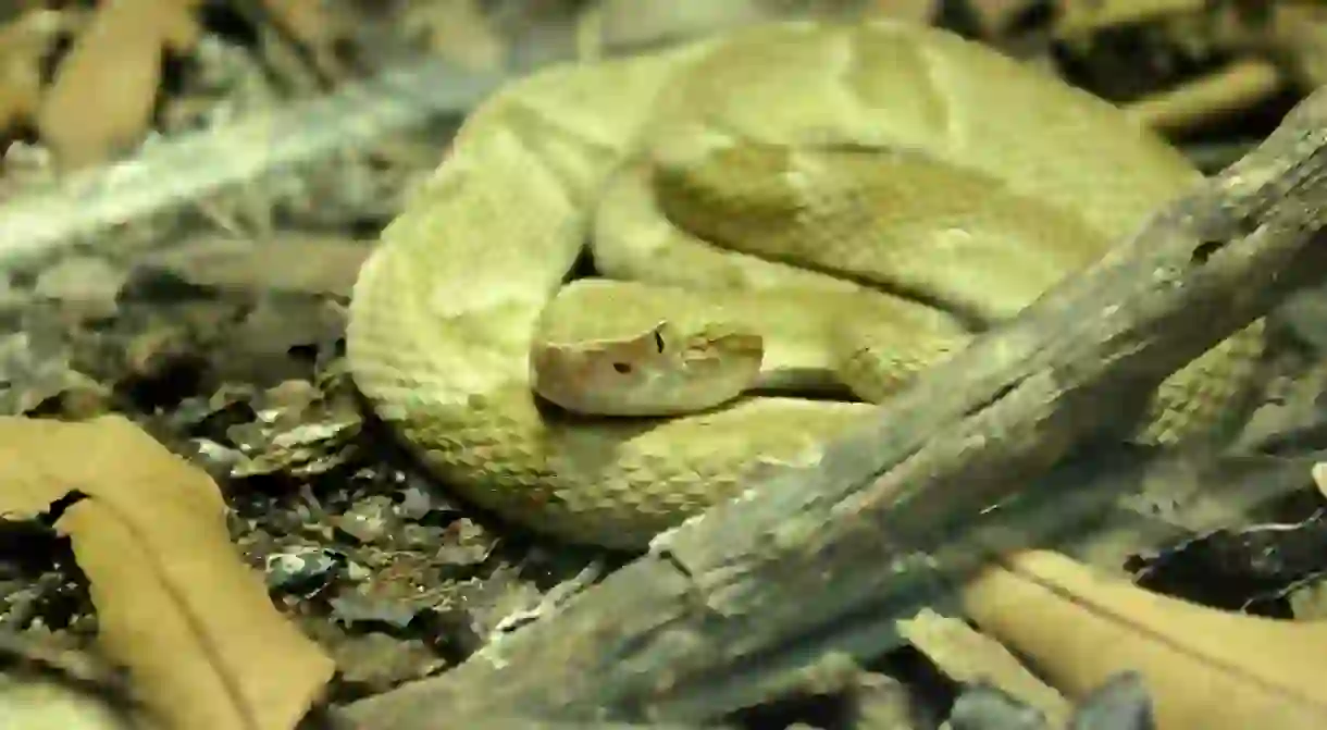 Golden Lancehead