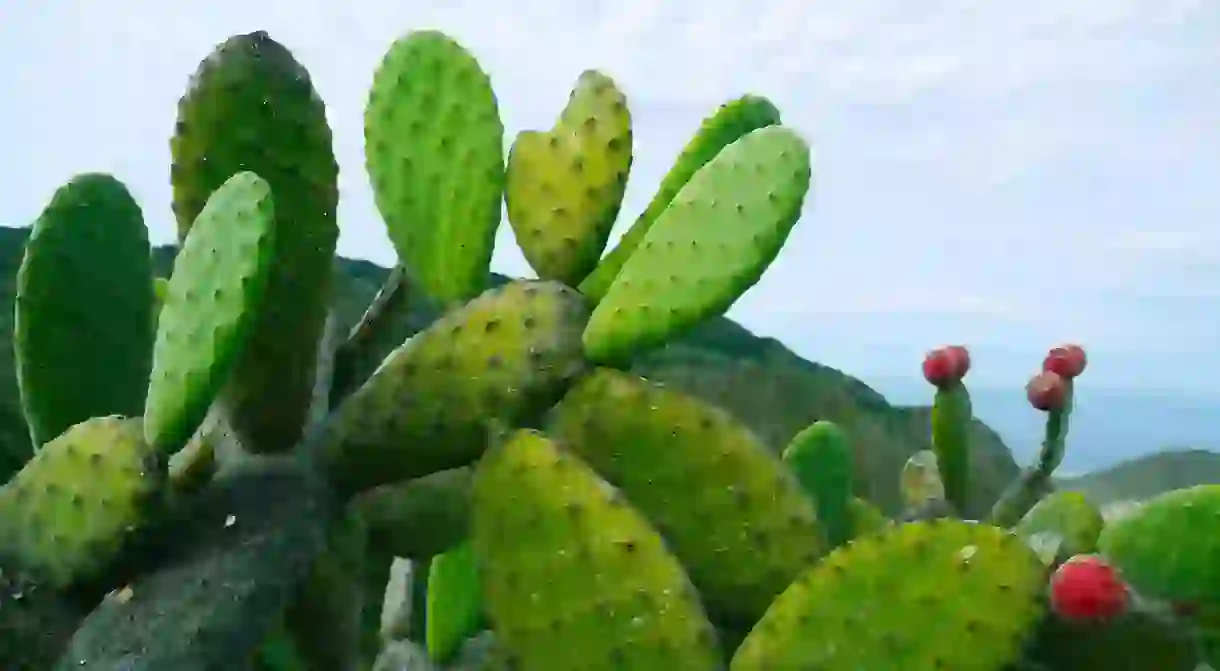 Nopal