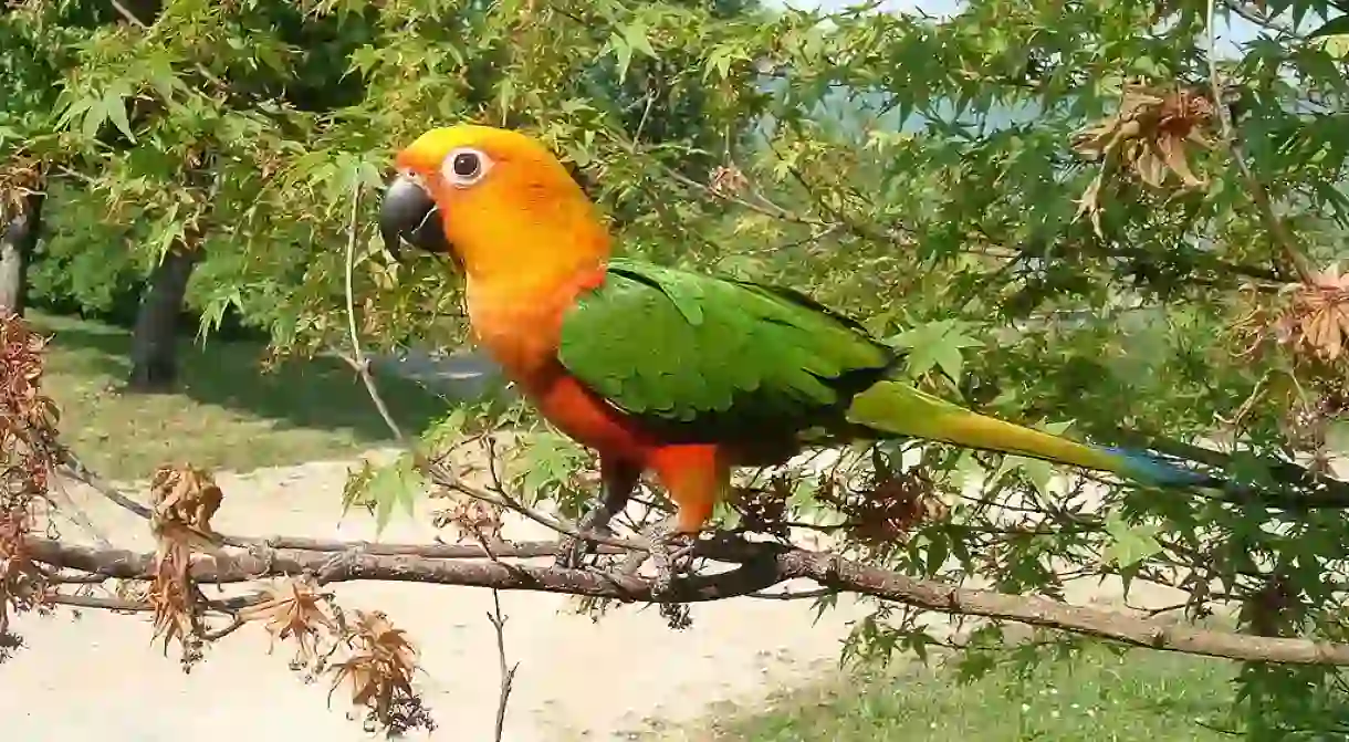 Jandaya Parakeet