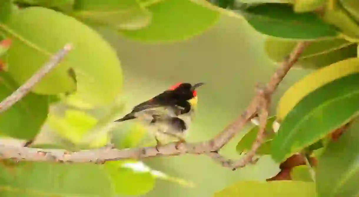 Sulphur-breasted myzomela