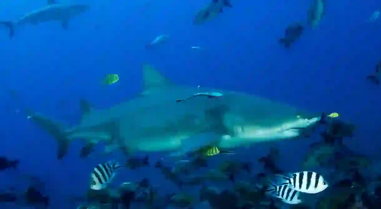 Beqa Shark Dive