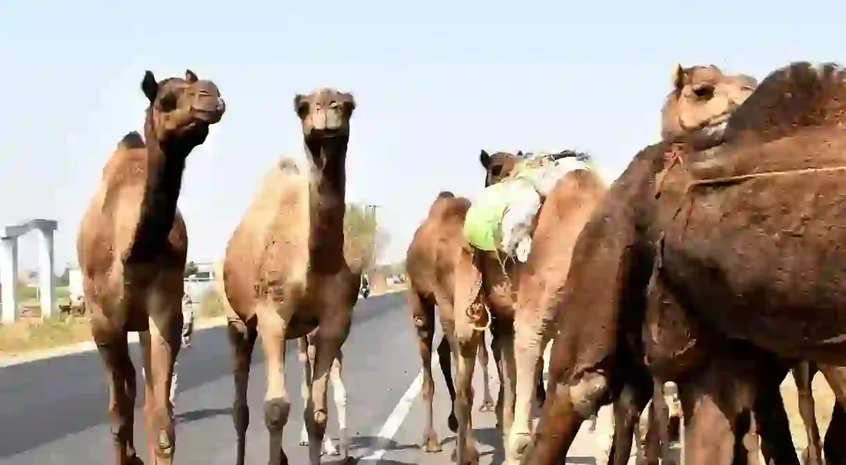 Camels