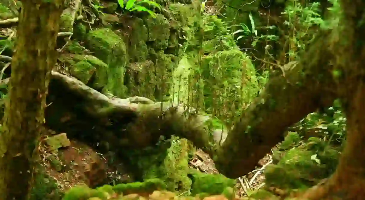 Puzzlewood