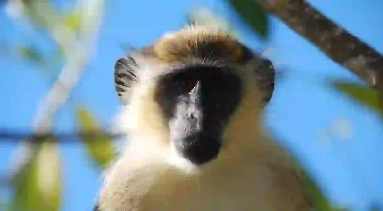 Barbados Green Faced Monkey