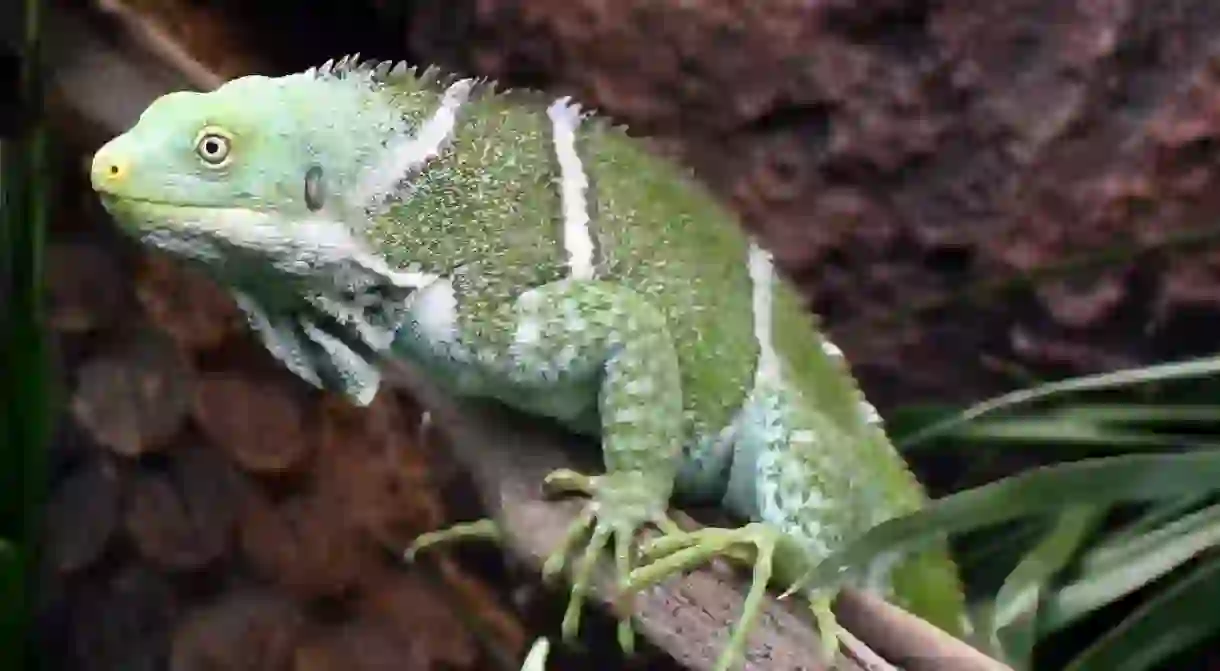 The Fijian crested iguana