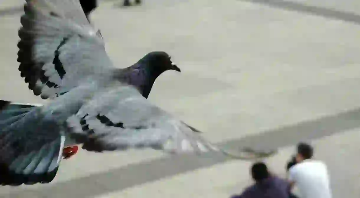 A Parisian pigeon caught in mid-flight │